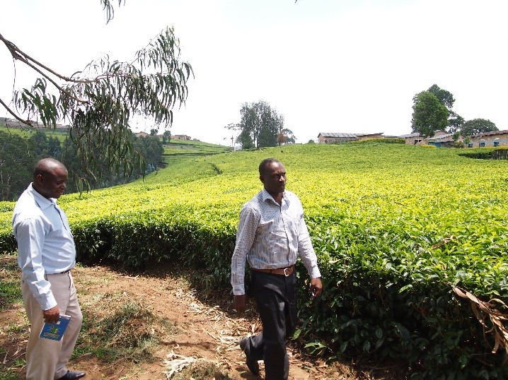 CFP implementation in tea sector, Rwanda 