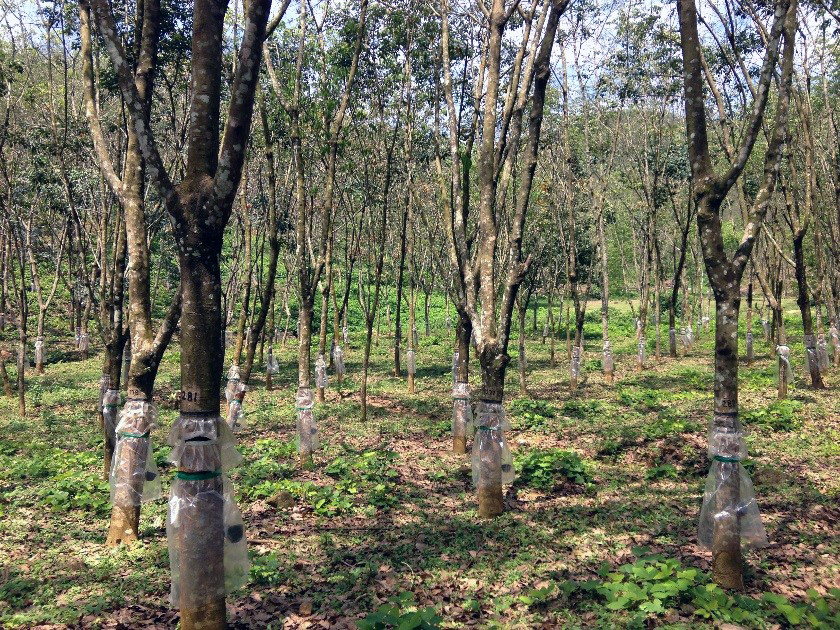 Rubber trees growing in Sri Lanka